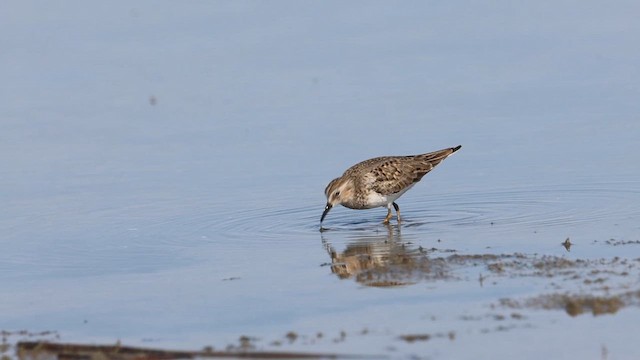 Bécasseau de Temminck - ML636277346
