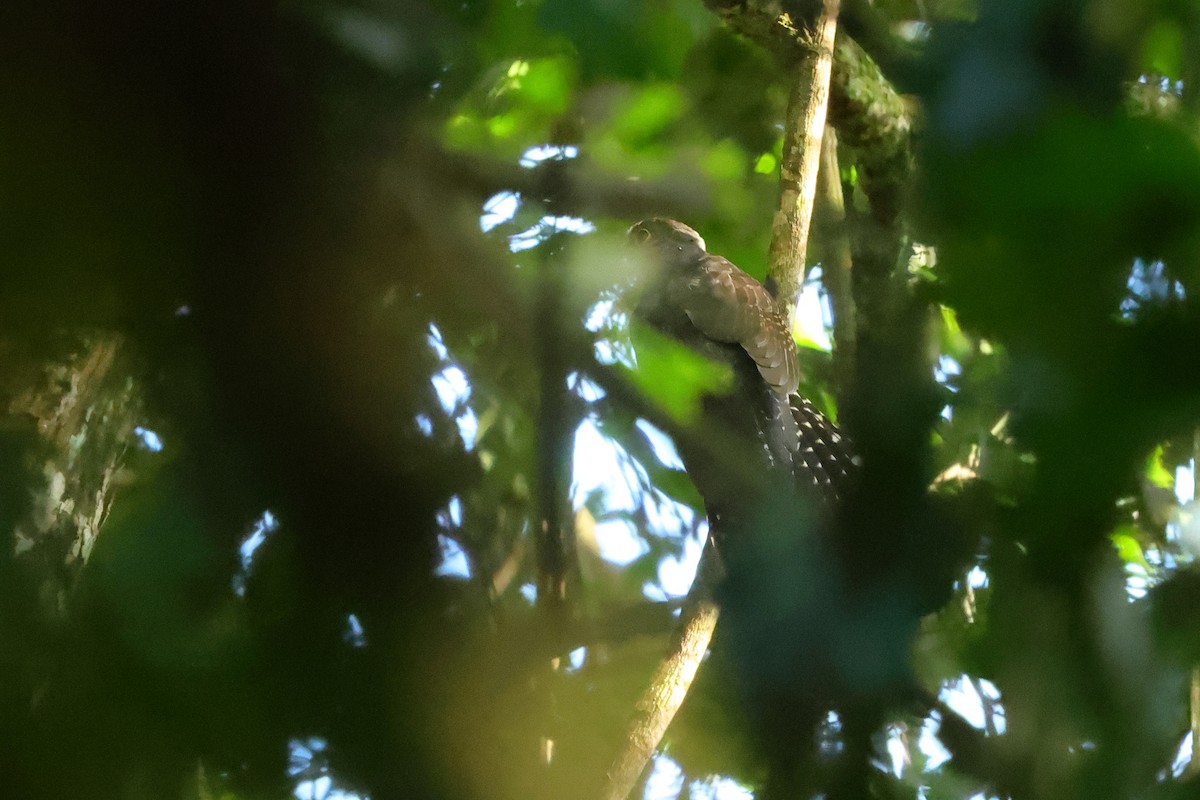 Dusky Long-tailed Cuckoo - ML636277365