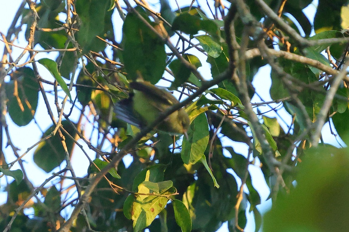 Olive-green Camaroptera - ML636277390