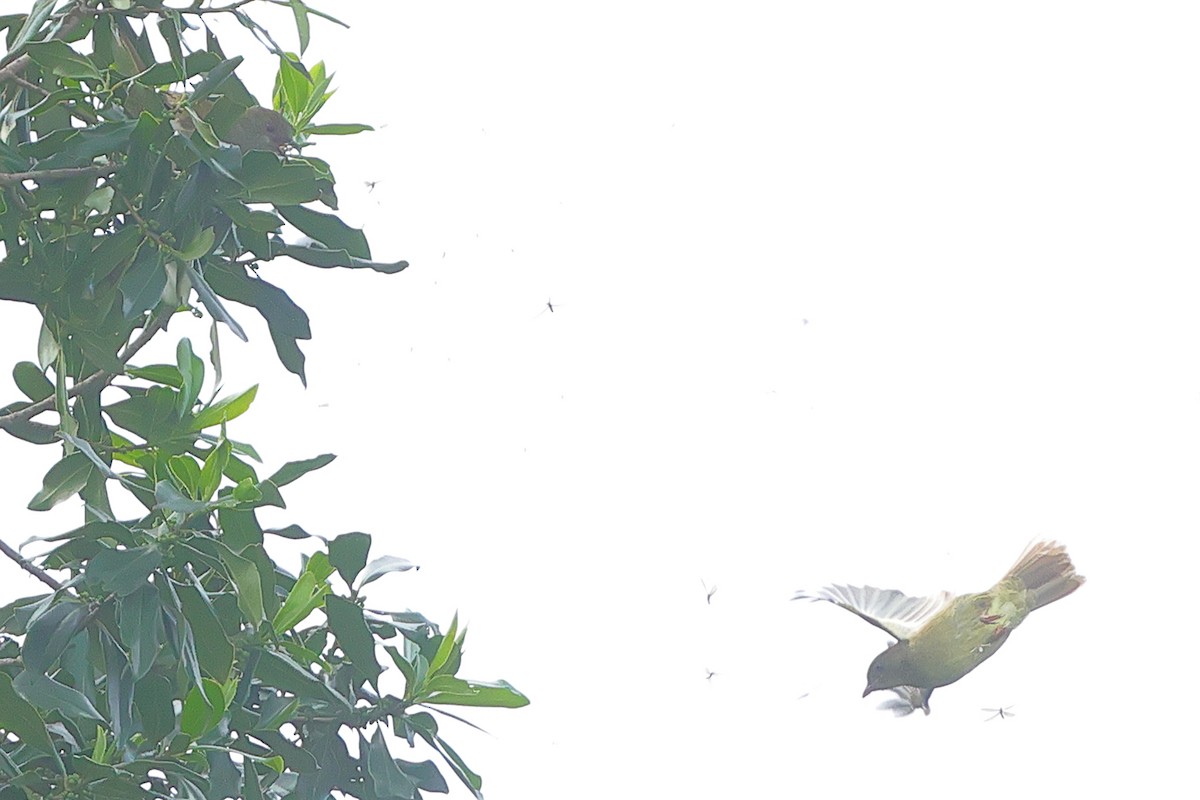 Bulbul verdâtre - ML636277420