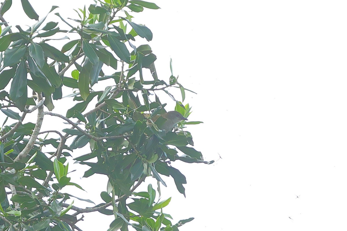 Bulbul verdâtre - ML636277421