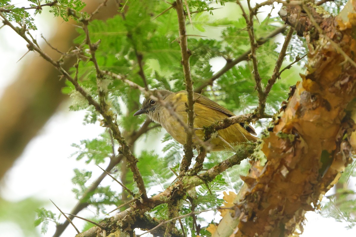 Gray Greenbul - ML636277429