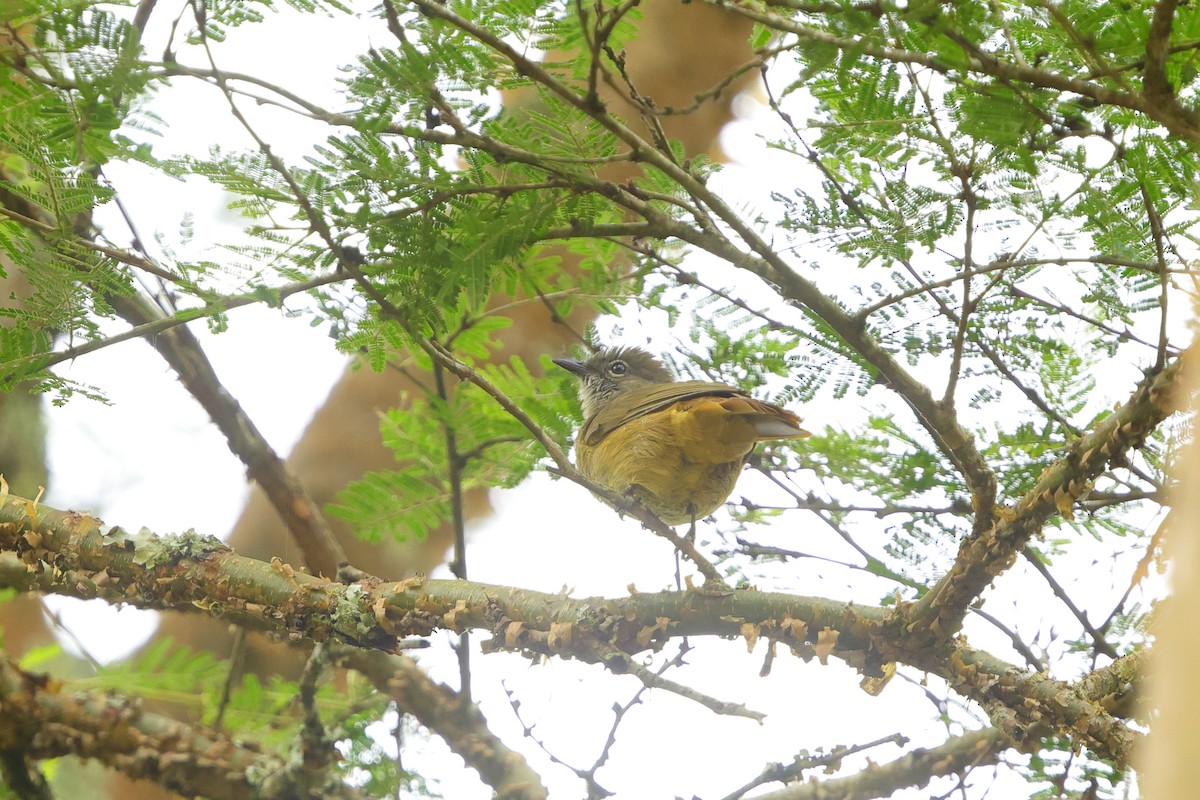 Gray Greenbul - ML636277430