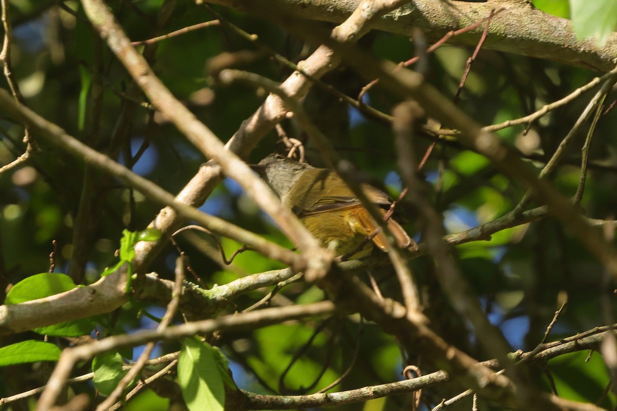 Gray Greenbul - ML636277436