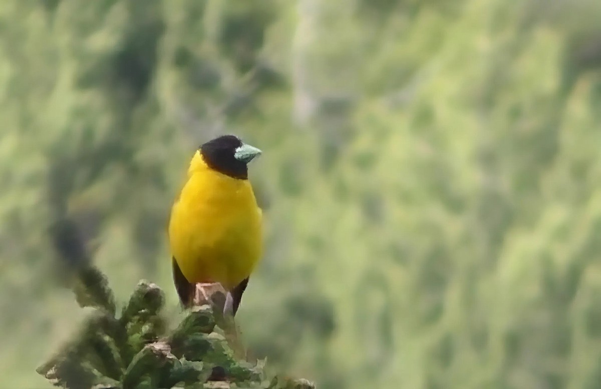 Collared Grosbeak - ML636277443