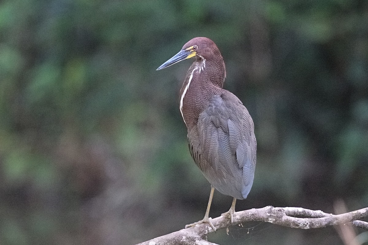 Rufescent Tiger-Heron - ML636277484