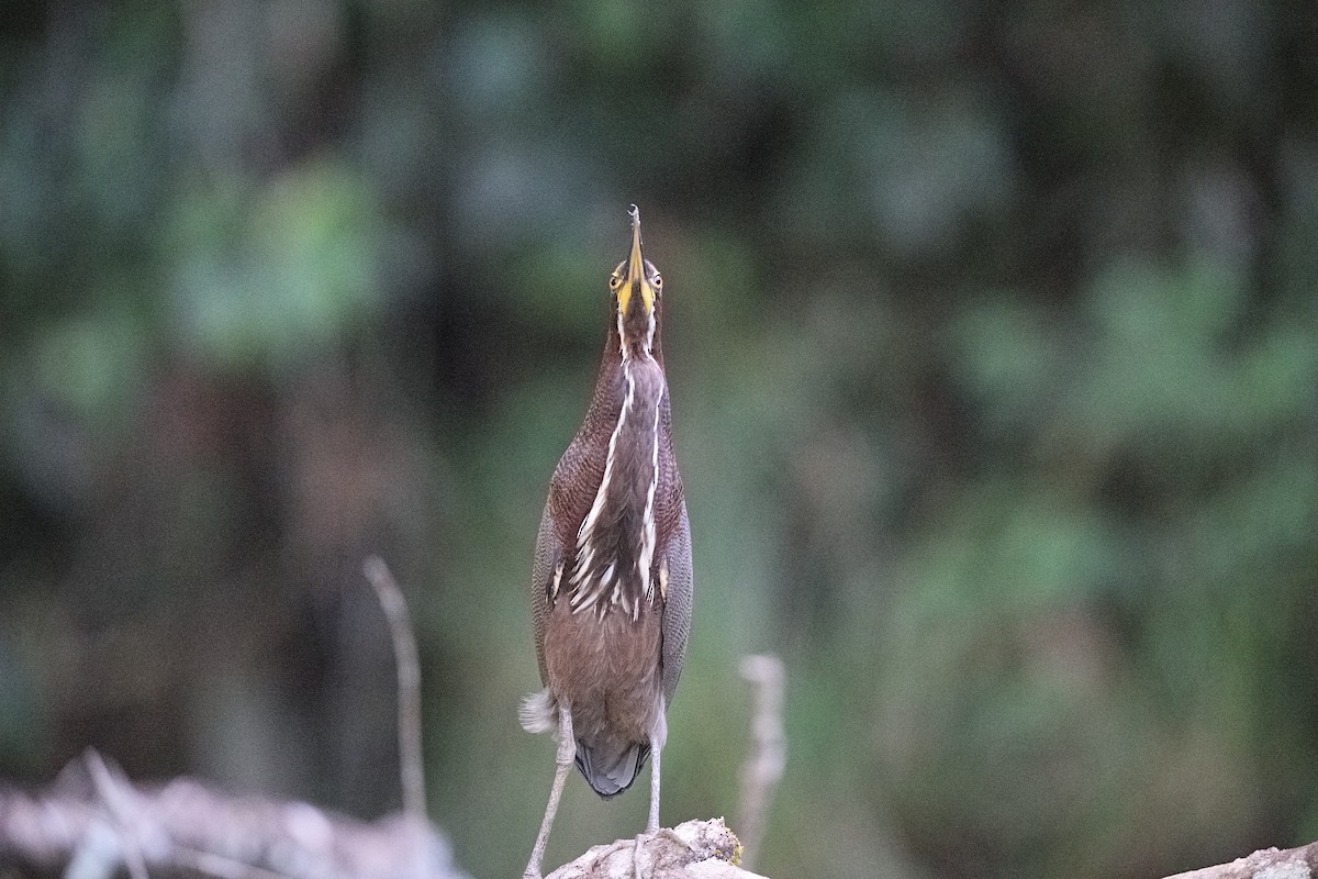 Rufescent Tiger-Heron - ML636277485