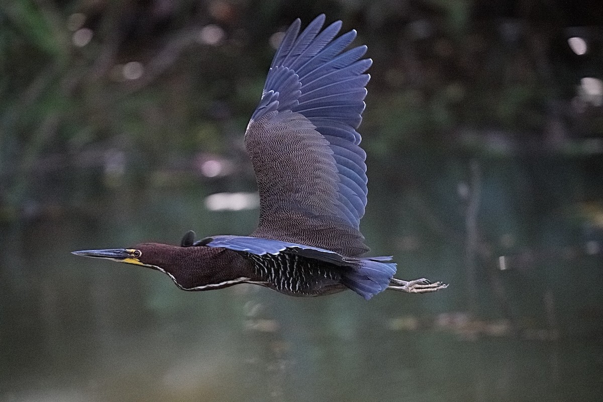 Rufescent Tiger-Heron - ML636277486