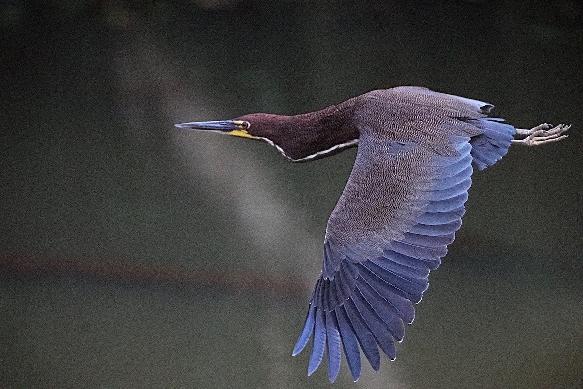 Rufescent Tiger-Heron - ML636277487
