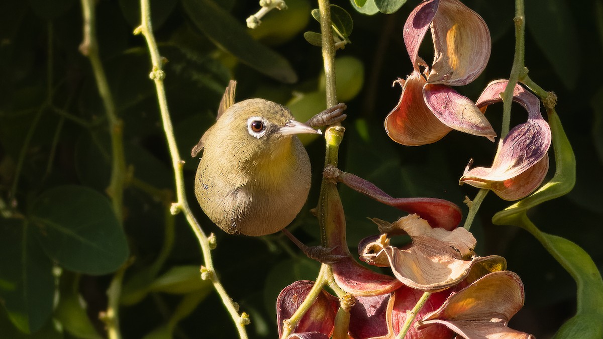 Abyssinian White-eye - ML636277499