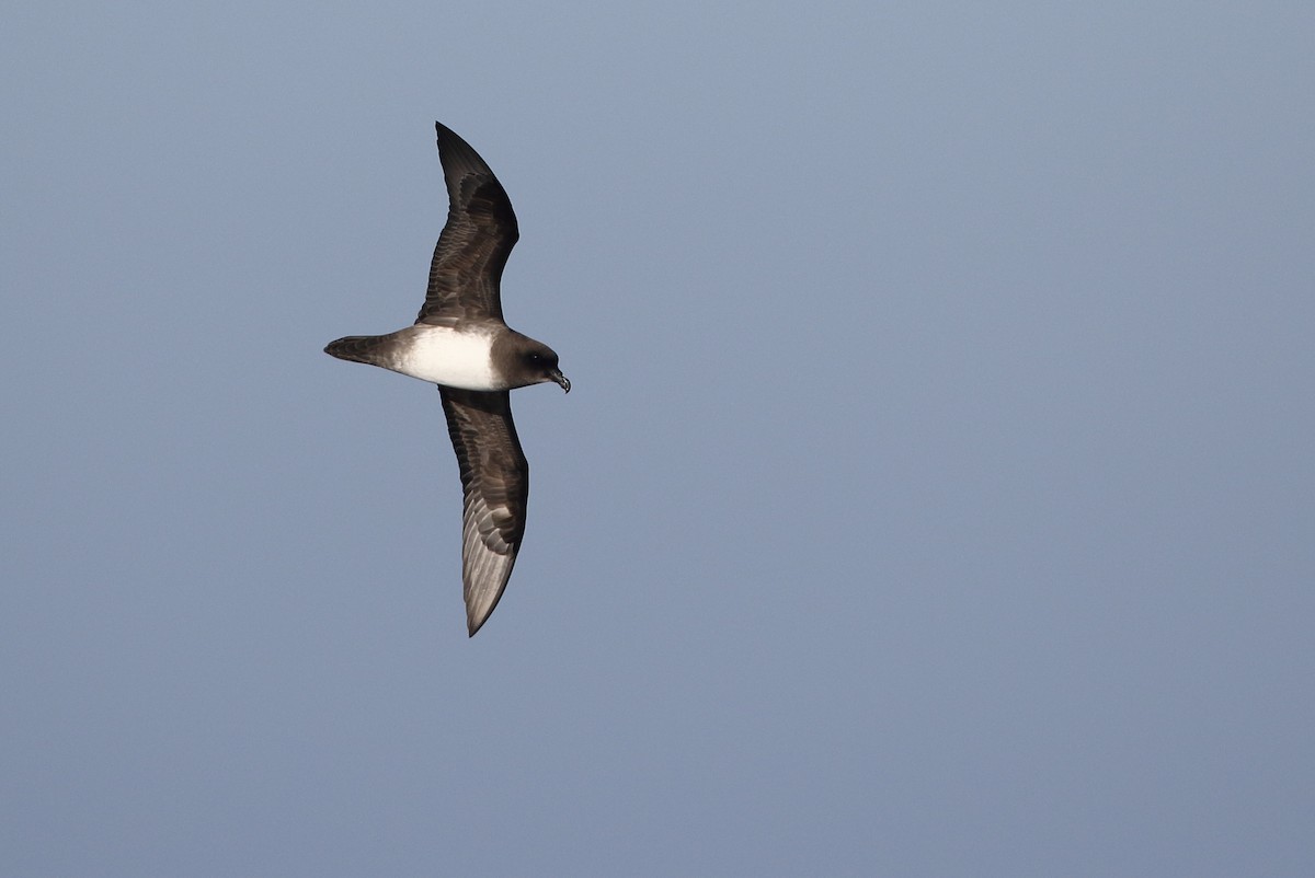 Atlantic Petrel - ML636277533