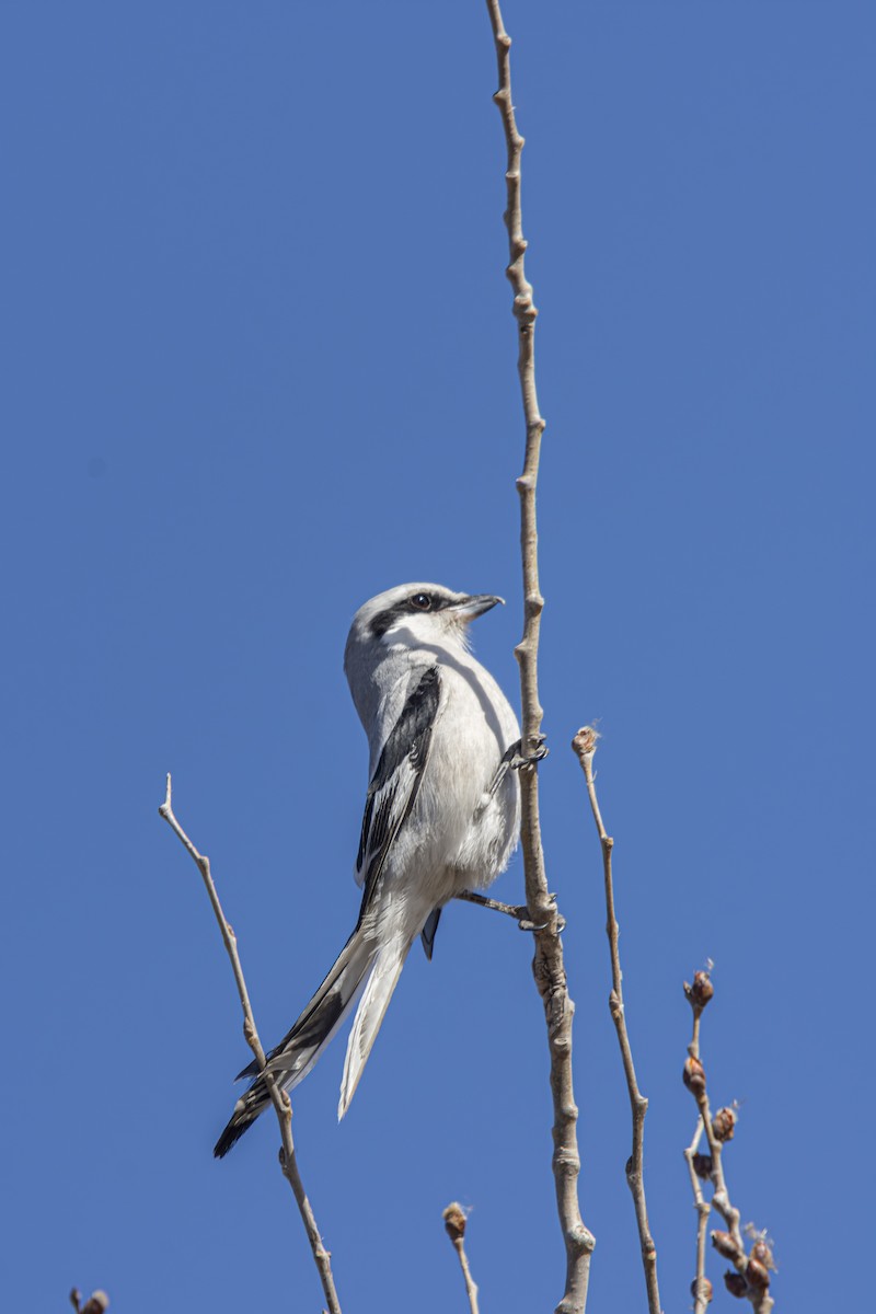 Chinese Gray Shrike - ML636277607