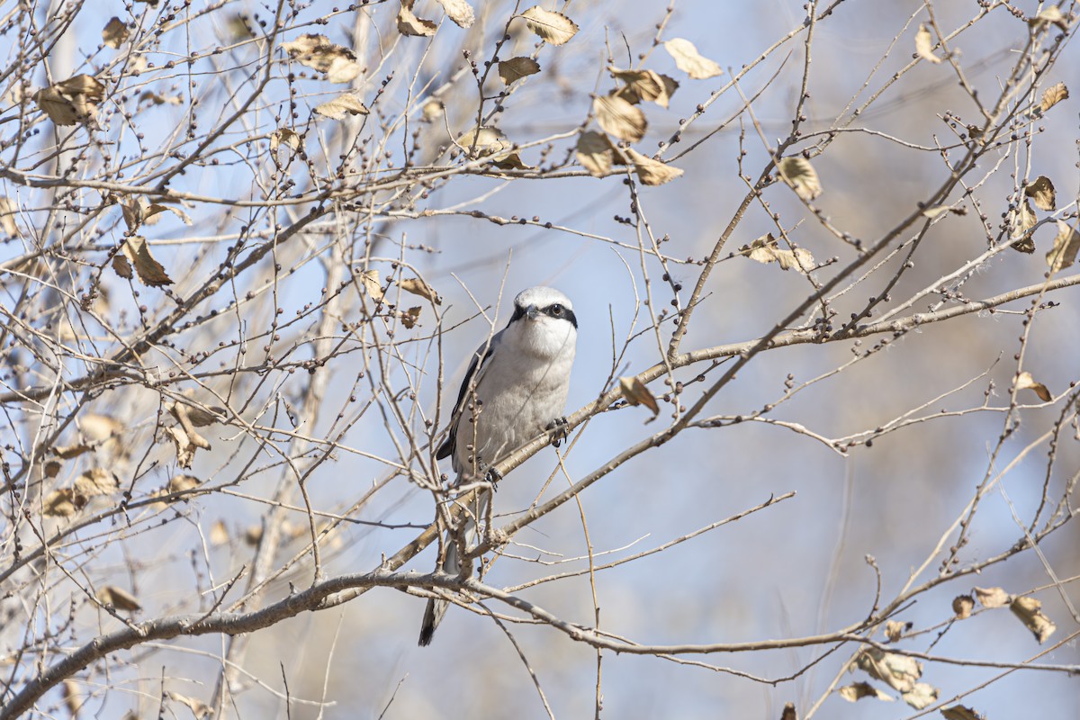 Chinese Gray Shrike - ML636277616