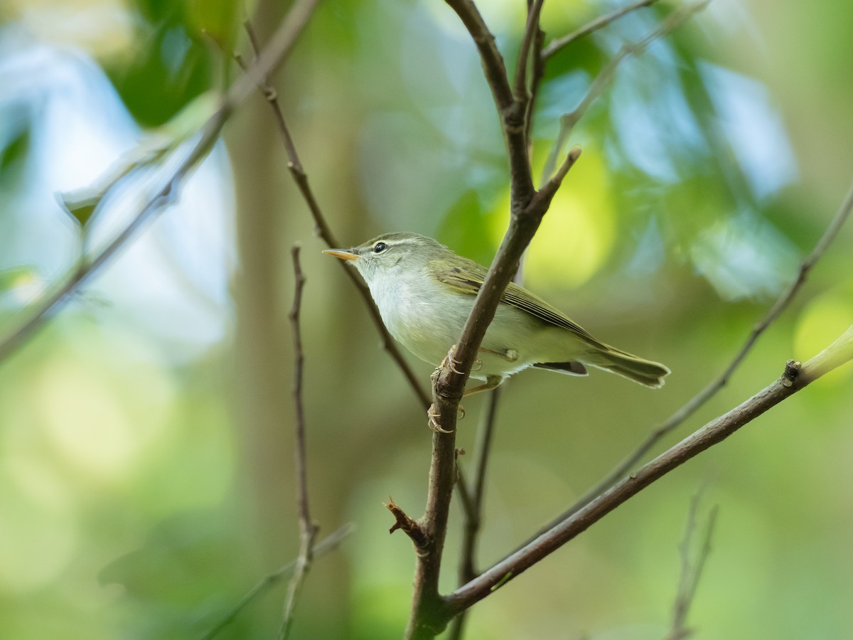 Ijima's Leaf Warbler - ML636277632