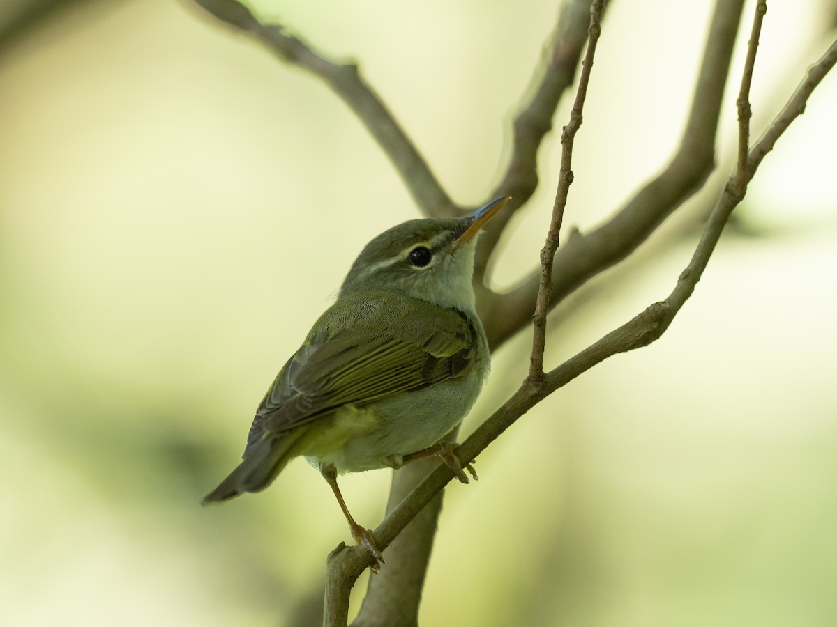 Ijima's Leaf Warbler - ML636277633