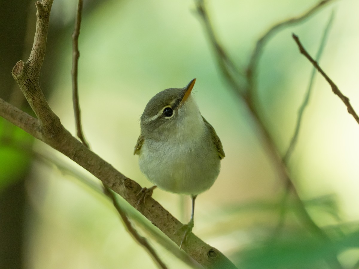 Ijima's Leaf Warbler - ML636277634