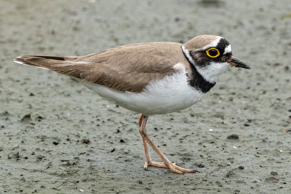 小環頸鴴(curonicus) - ML636277637