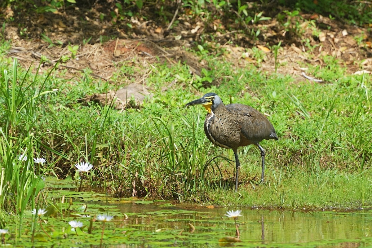 Bare-throated Tiger-Heron - ML636277650