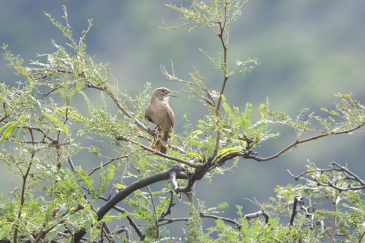 White-throated Cacholote - ML636277694