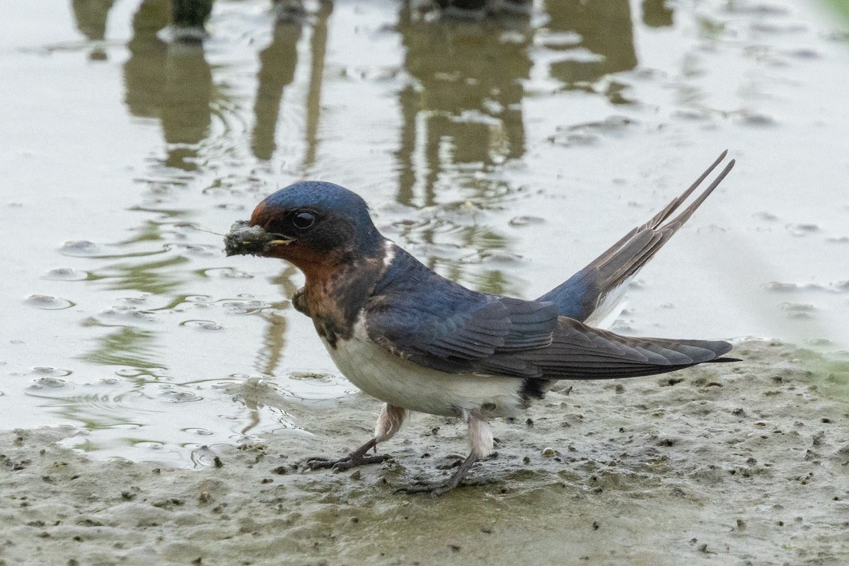 家燕(gutturalis/mandschurica) - ML636277696