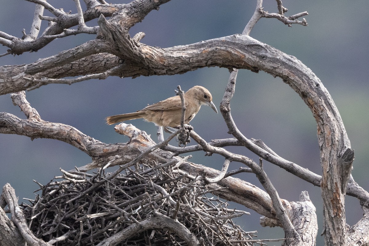 White-throated Cacholote - ML636277698