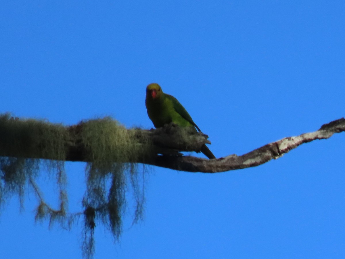 Olive-shouldered Parrot - ML636277752