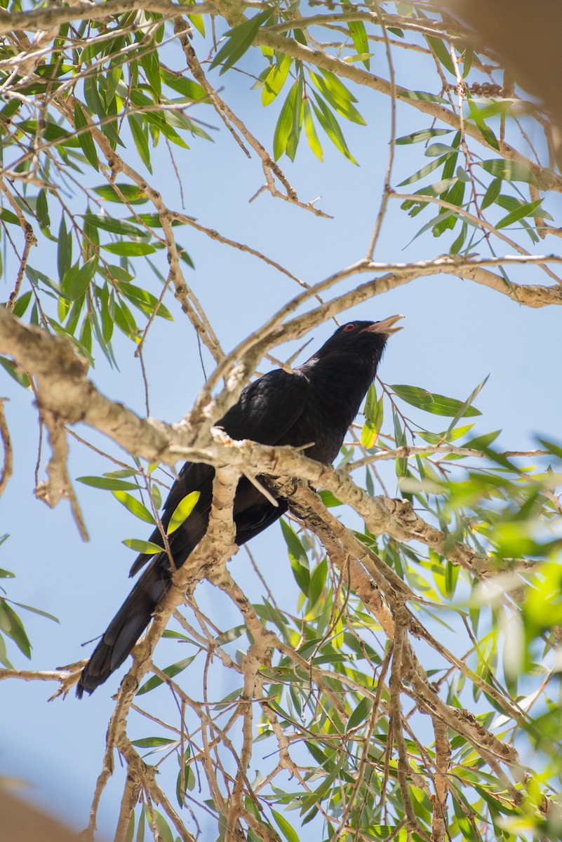 Pacific Koel (Australian) - ML636277772