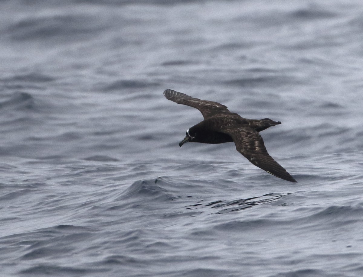 Spectacled Petrel - ML636277777