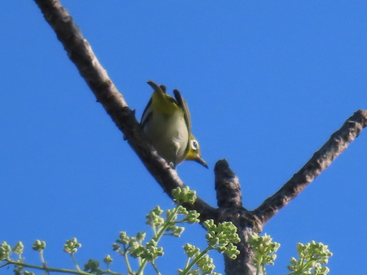 Ashy-bellied White-eye - ML636277783
