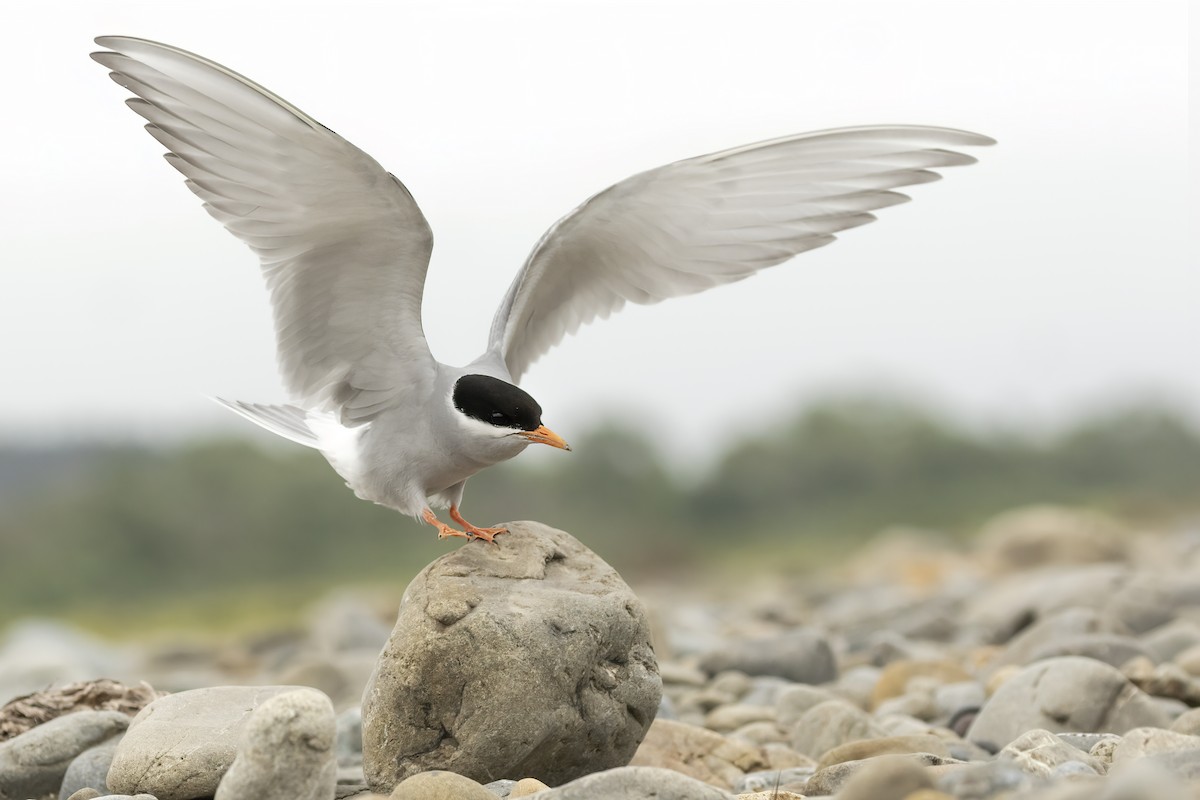 Black-fronted Tern - ML636277816