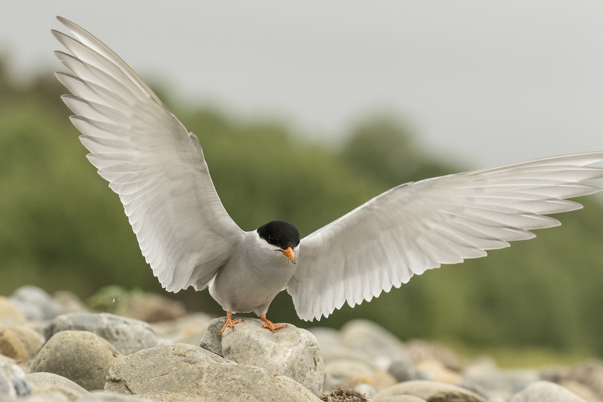 Black-fronted Tern - ML636277865