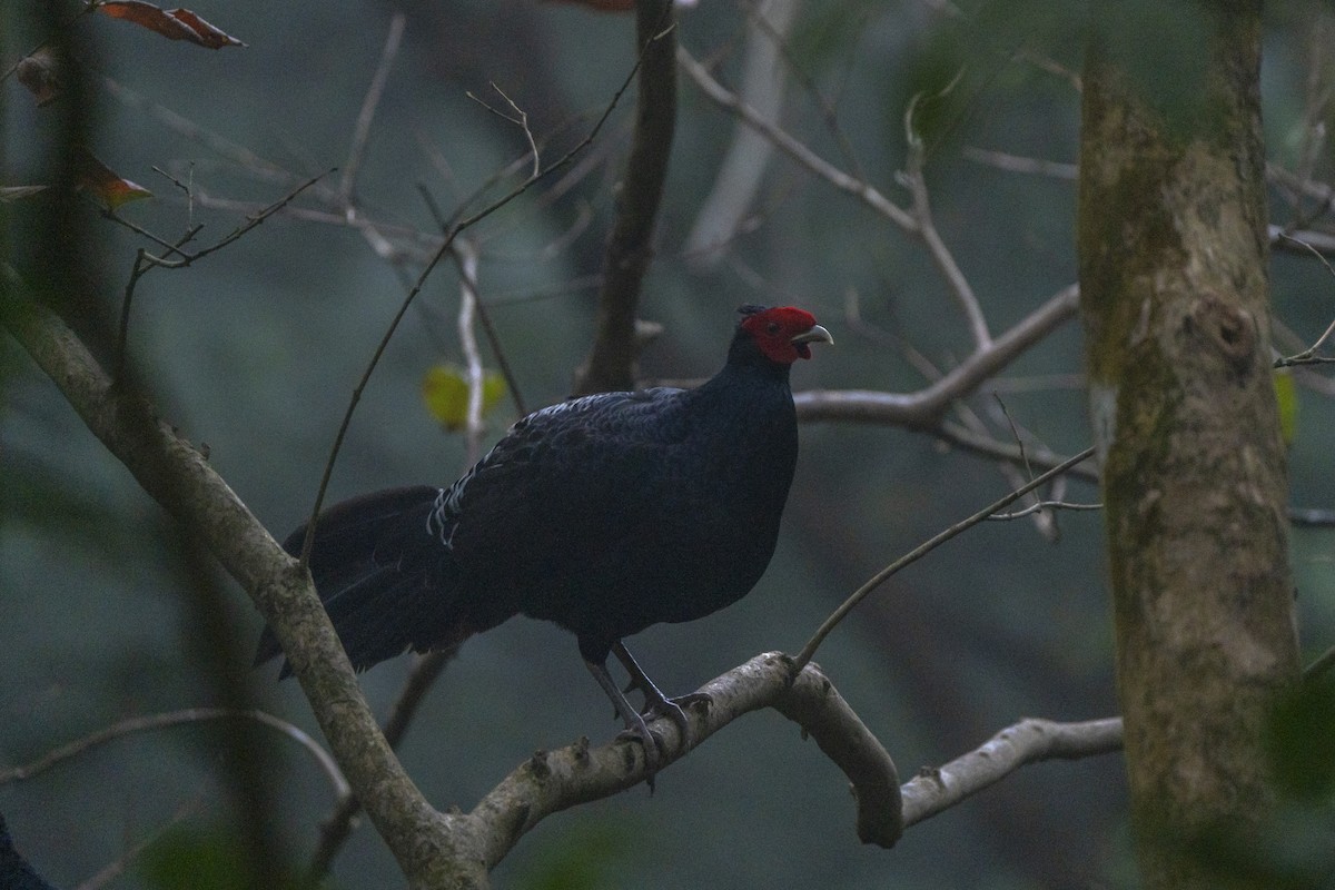 Kalij Pheasant - ML636277877