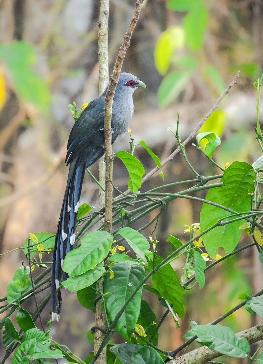 Green-billed Malkoha - ML636277888