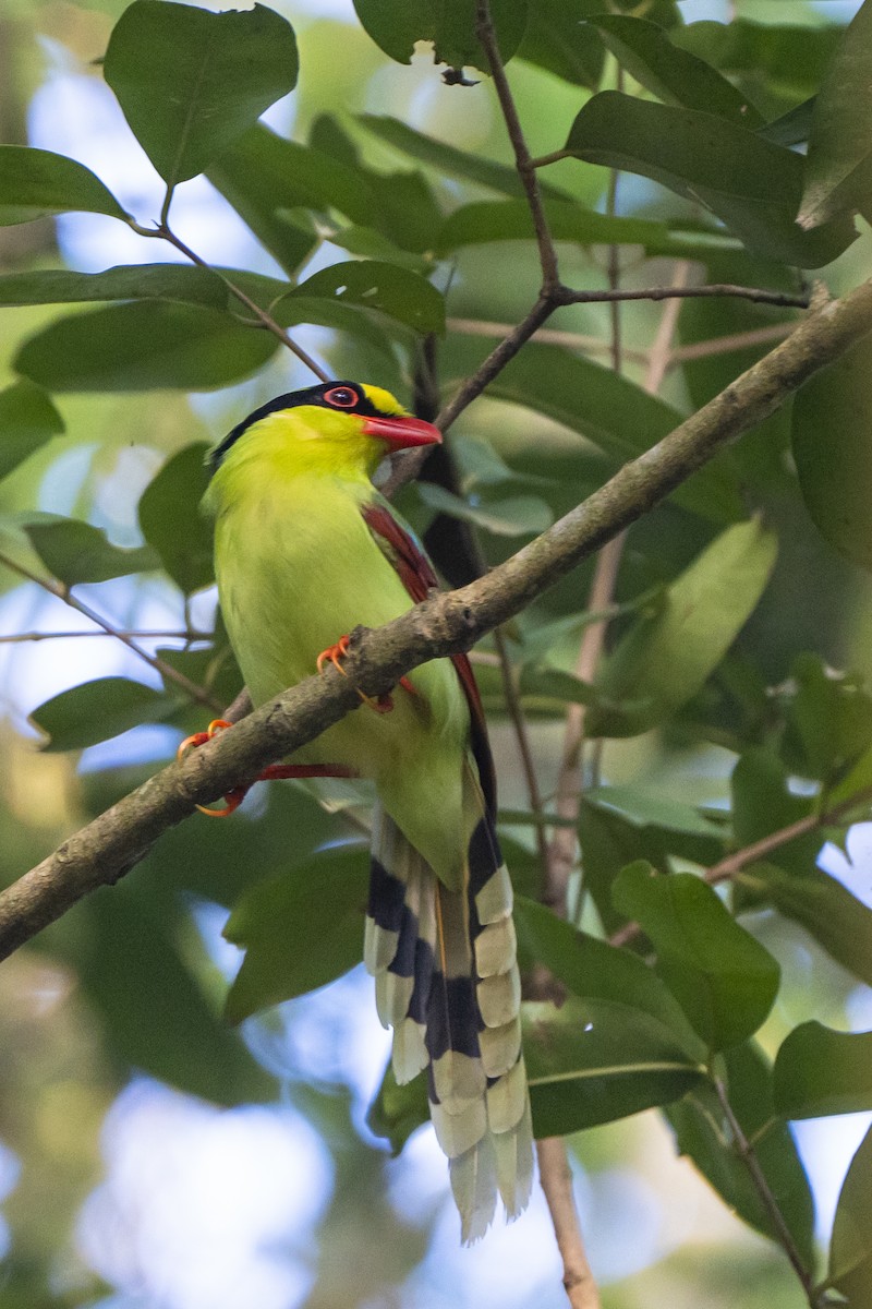 Common Green-Magpie - ML636277892