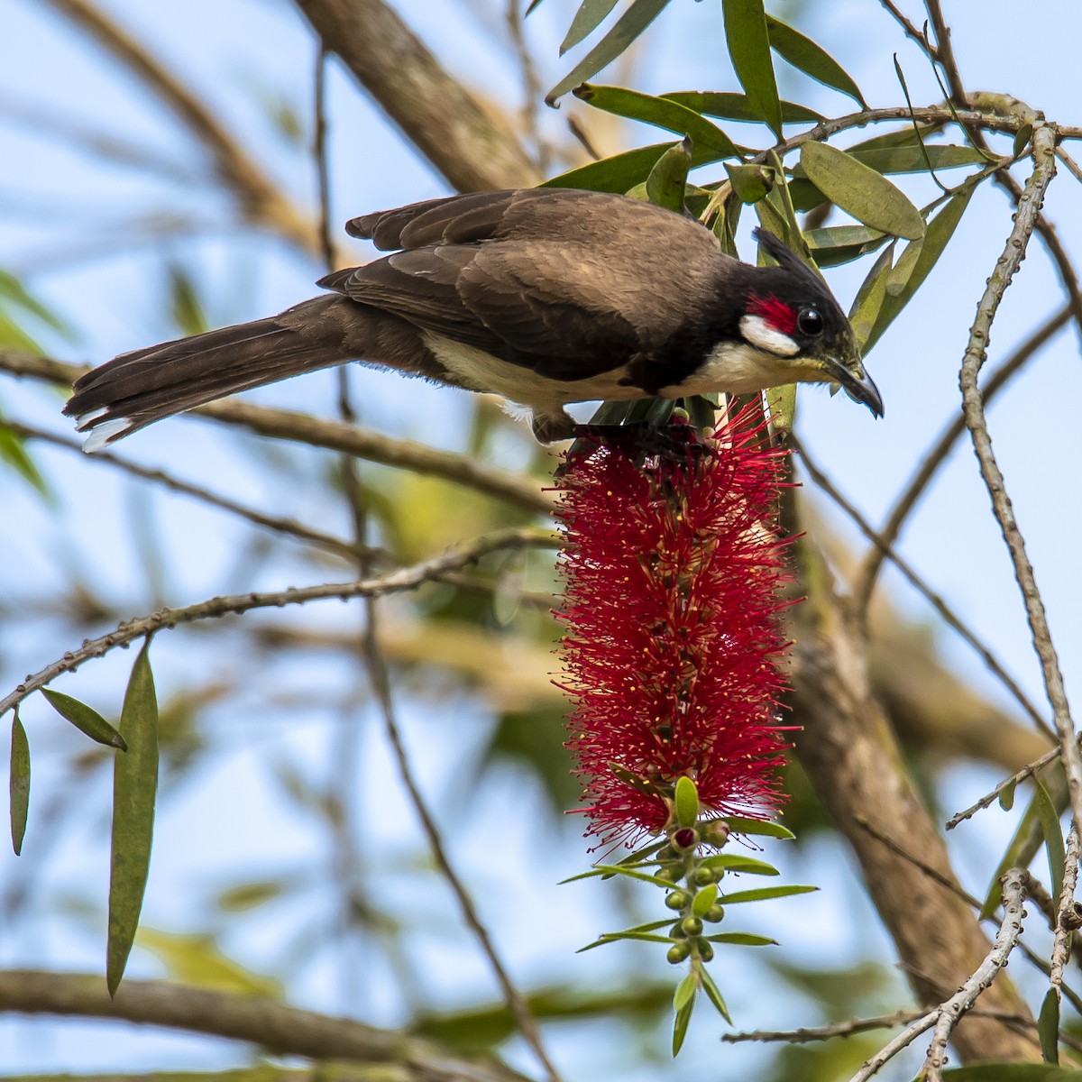 Red-whiskered Bulbul - ML636277897