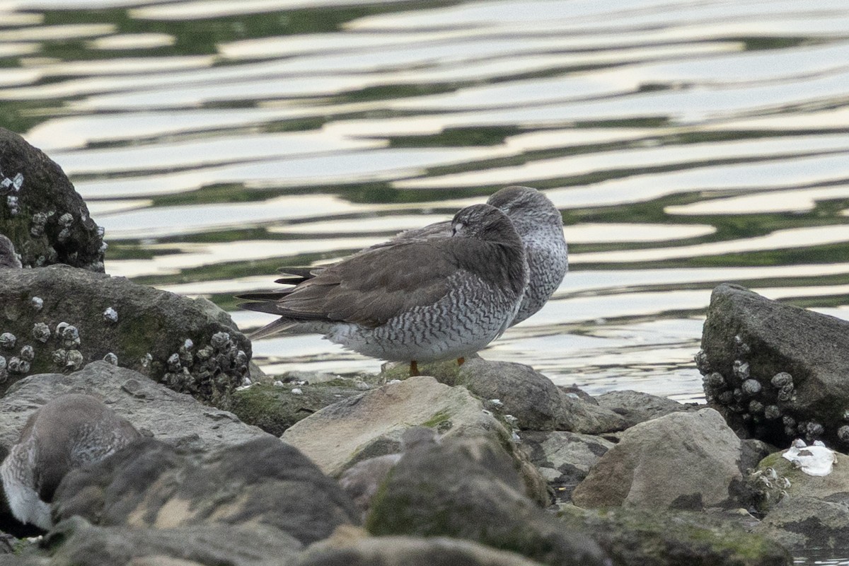 黃足鷸 - ML636277907