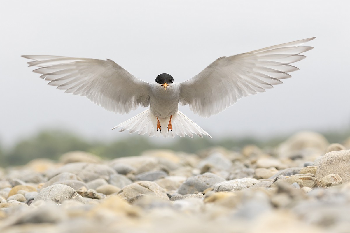 Black-fronted Tern - ML636277962