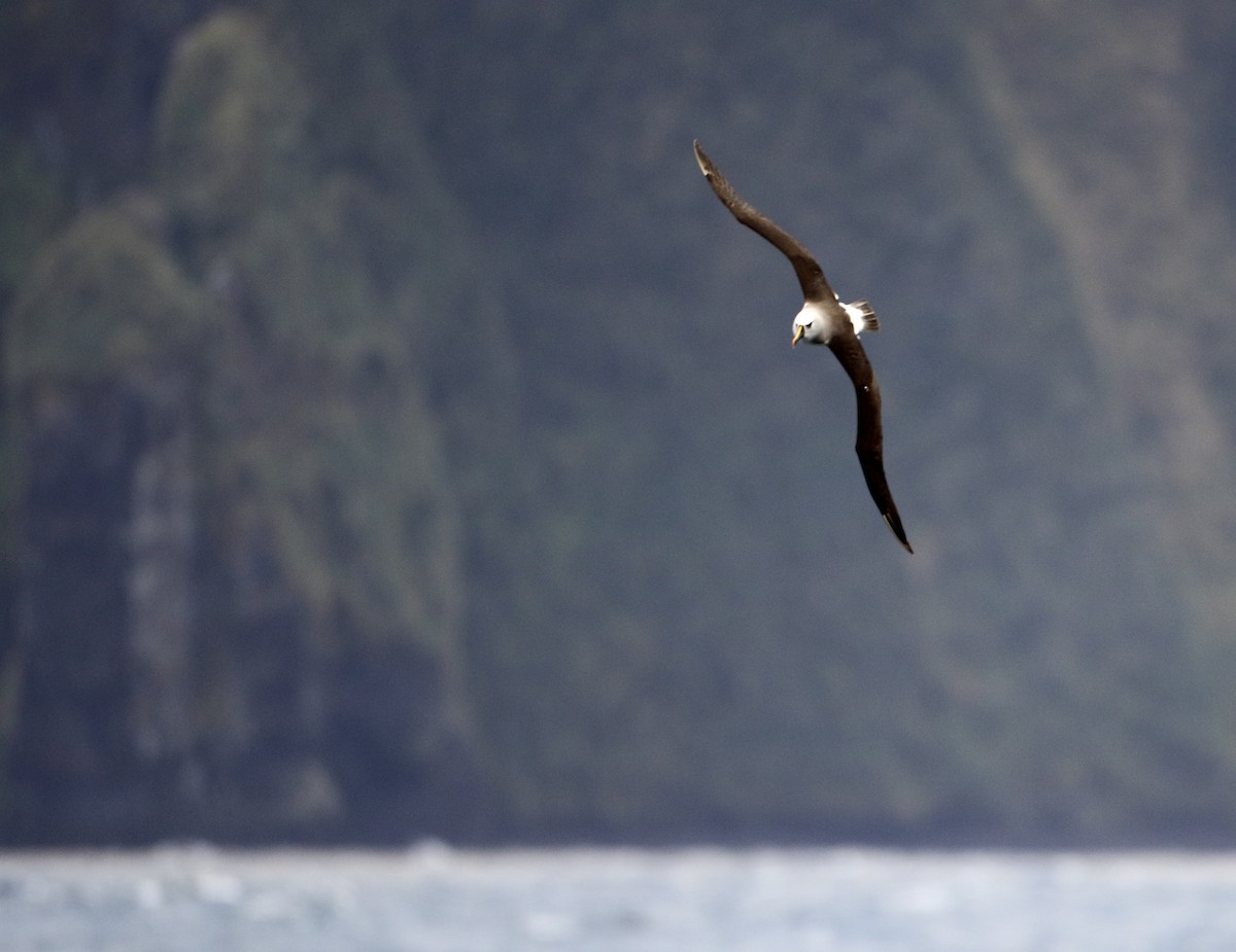 Albatros Picofino Atlántico - ML636277995