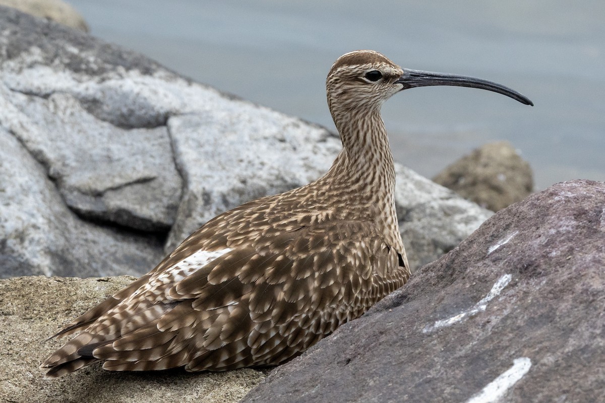 中杓鷸(variegatus) - ML636278194