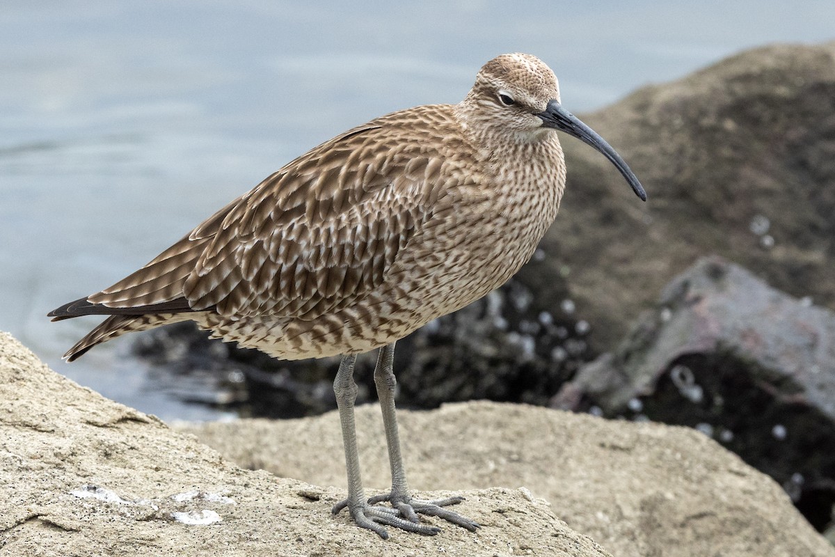 中杓鷸(variegatus) - ML636278196