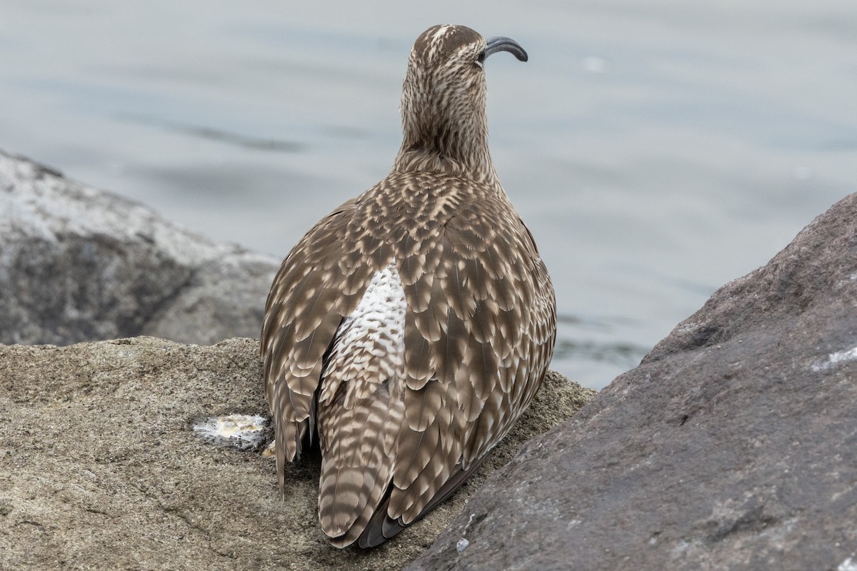 中杓鷸(variegatus) - ML636278197