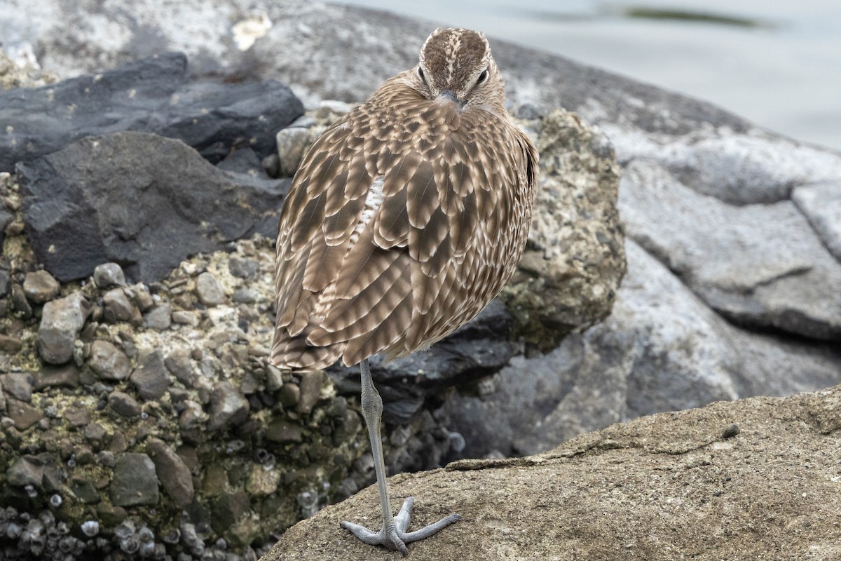中杓鷸(variegatus) - ML636278198