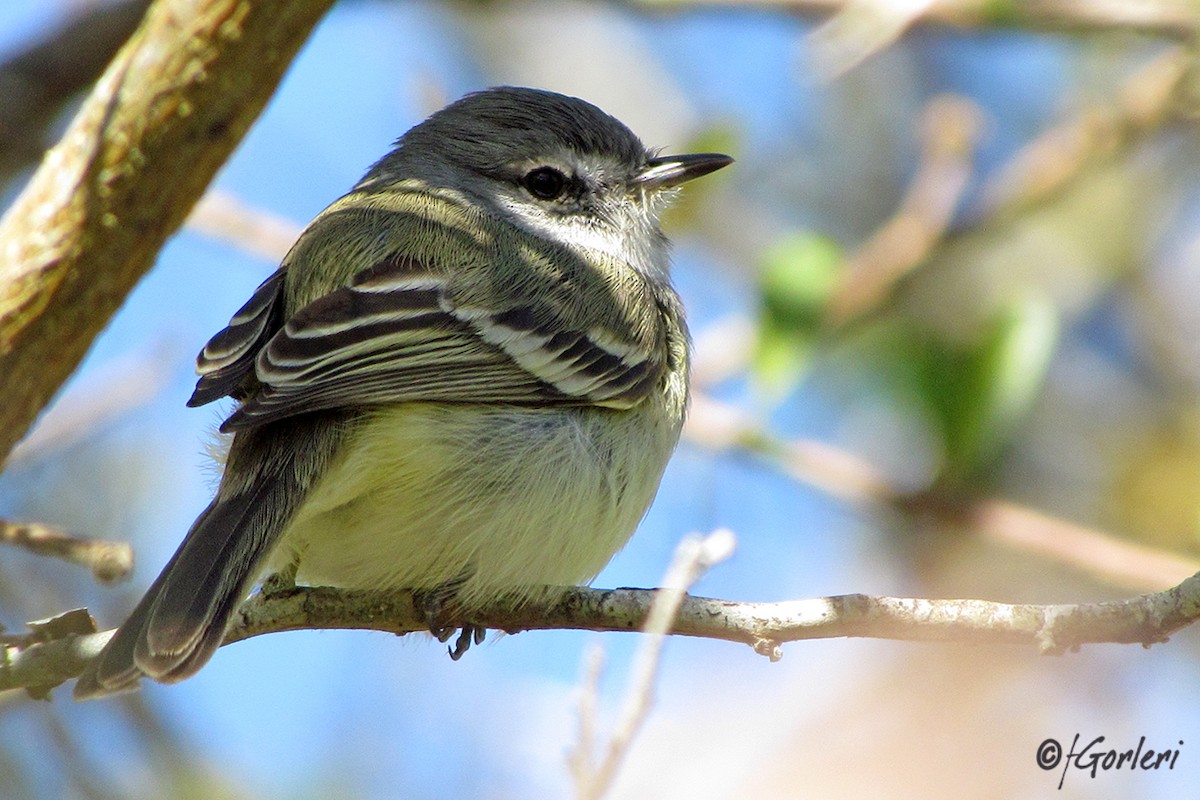 Plain Tyrannulet - ML63627821