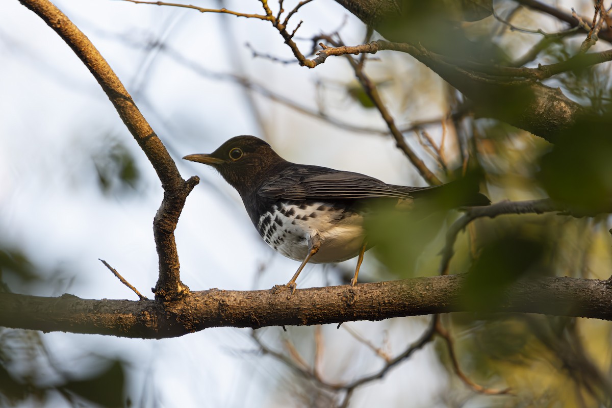 Japanese Thrush - ML636278250