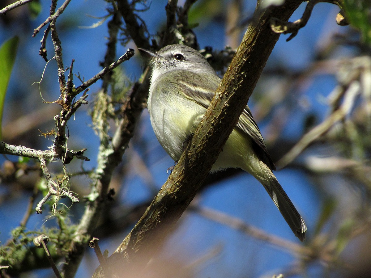 Plain Tyrannulet - ML63627831