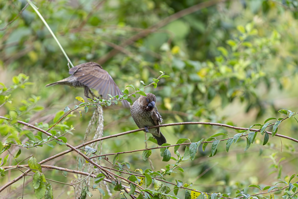 Scaly-breasted Munia - ML636278314