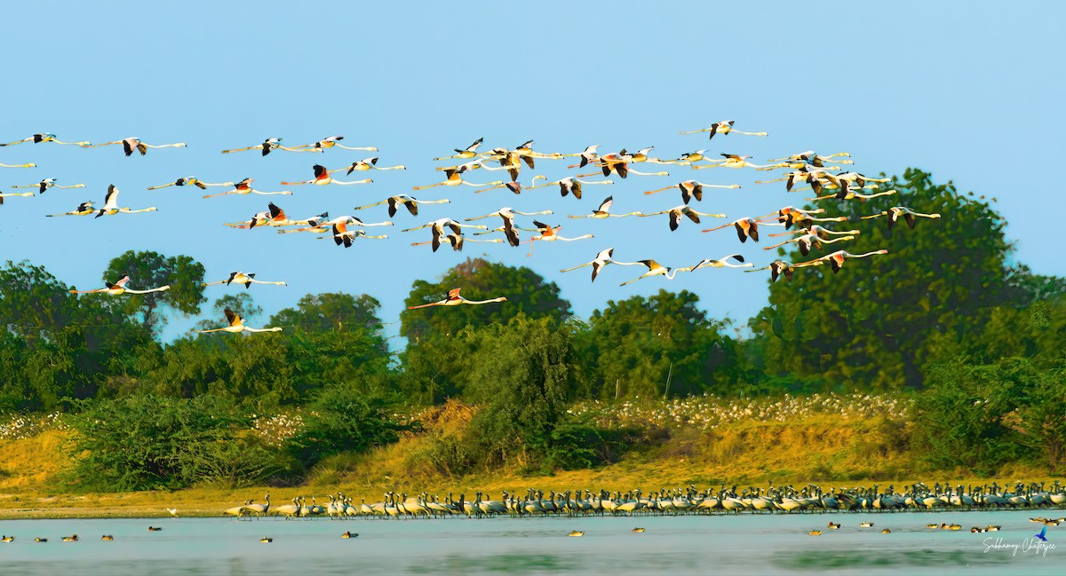 Lesser Flamingo - ML636278491