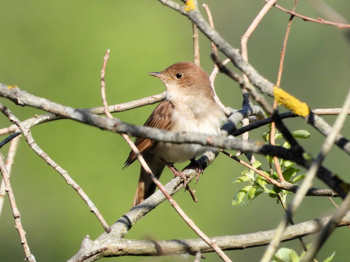 Thrush Nightingale - ML636278548