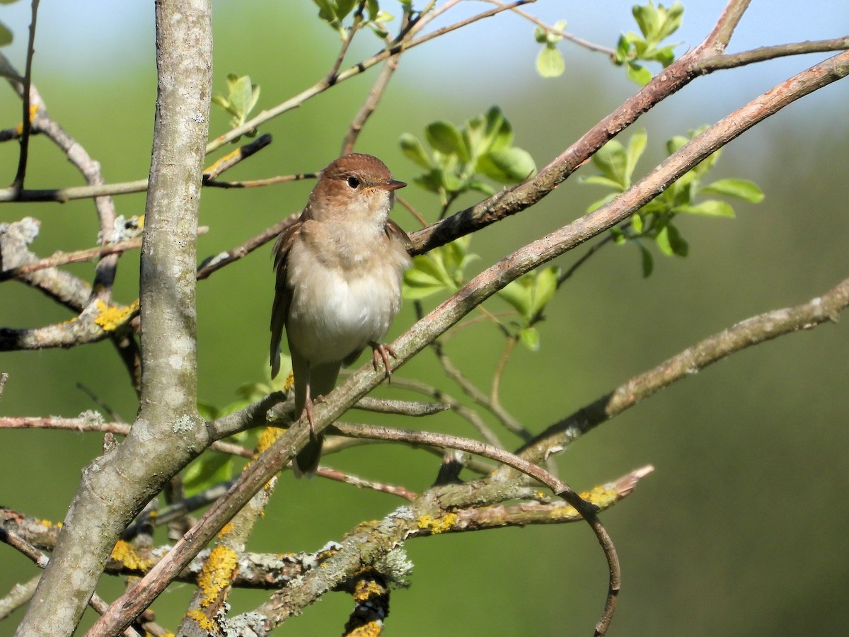 Thrush Nightingale - ML636278549