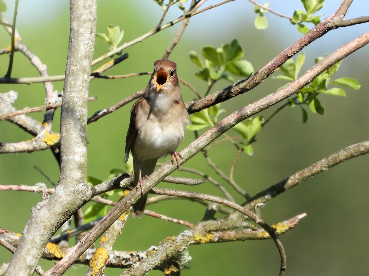 Thrush Nightingale - ML636278551